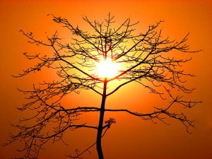 Tree Thumbnail eBooks reduce the need for paper, power and water.